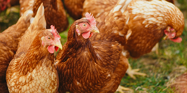 laying hens in field